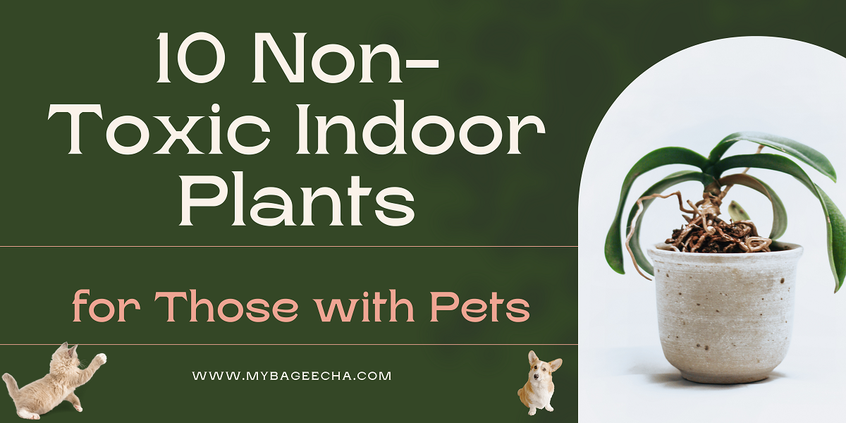 Promotional graphic for “10 Non-Toxic Indoor Plants for Those with Pets” featuring a potted plant, cat and dog icons