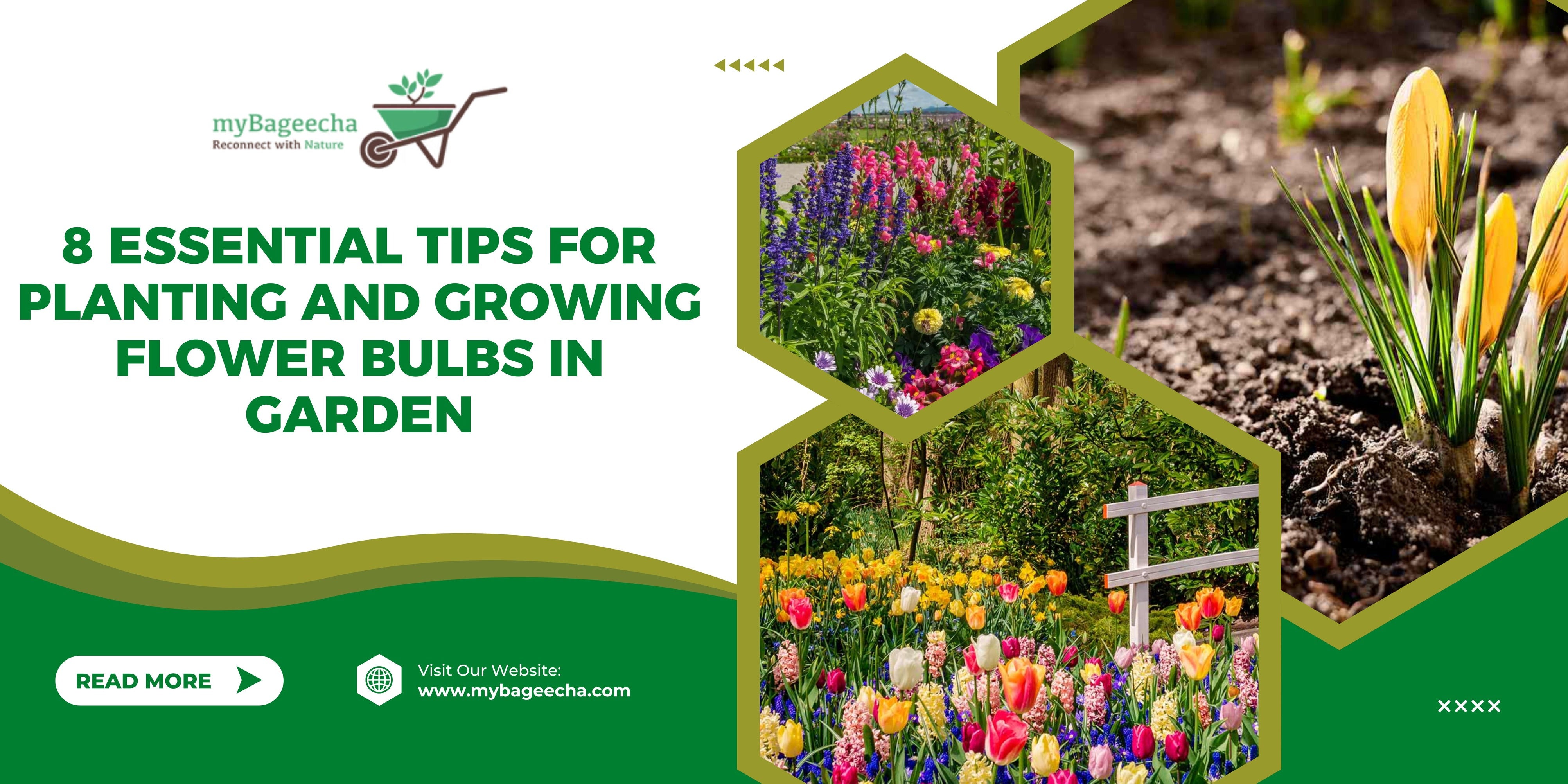 8 Essential Tips for Planting and Growing Flower Bulbs in Garden