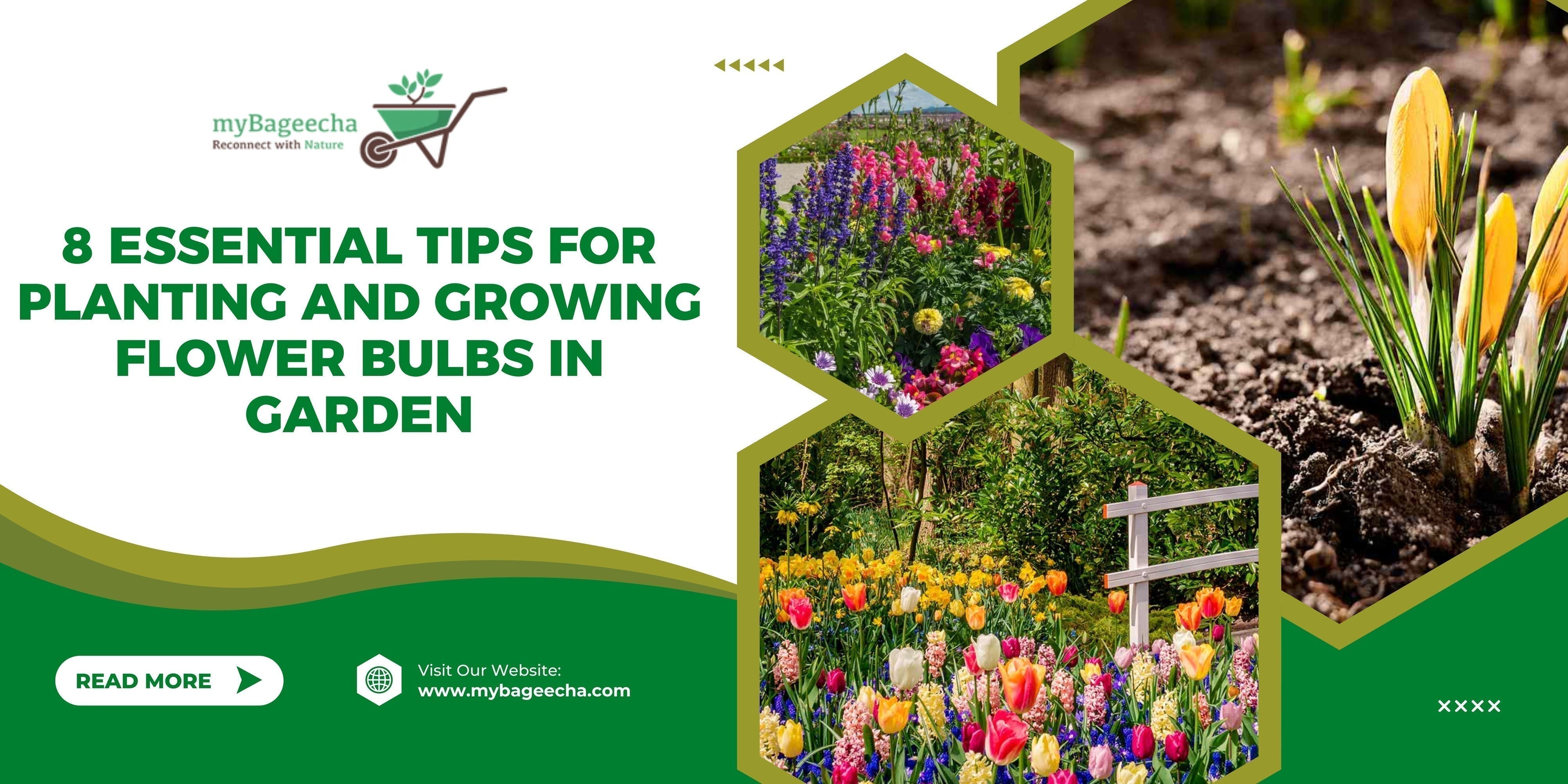 myBageecha banner showing essential tips for planting and growing flower bulbs in gardens with blooming flowers, tulip beds and crocus bulbs sprouting from soil