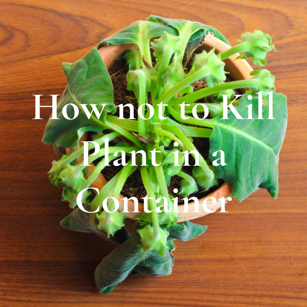 Wilted potted plant on wooden surface with overlaid text “How not to Kill Plant in a Container” — visual cue for container gardening mistakes.