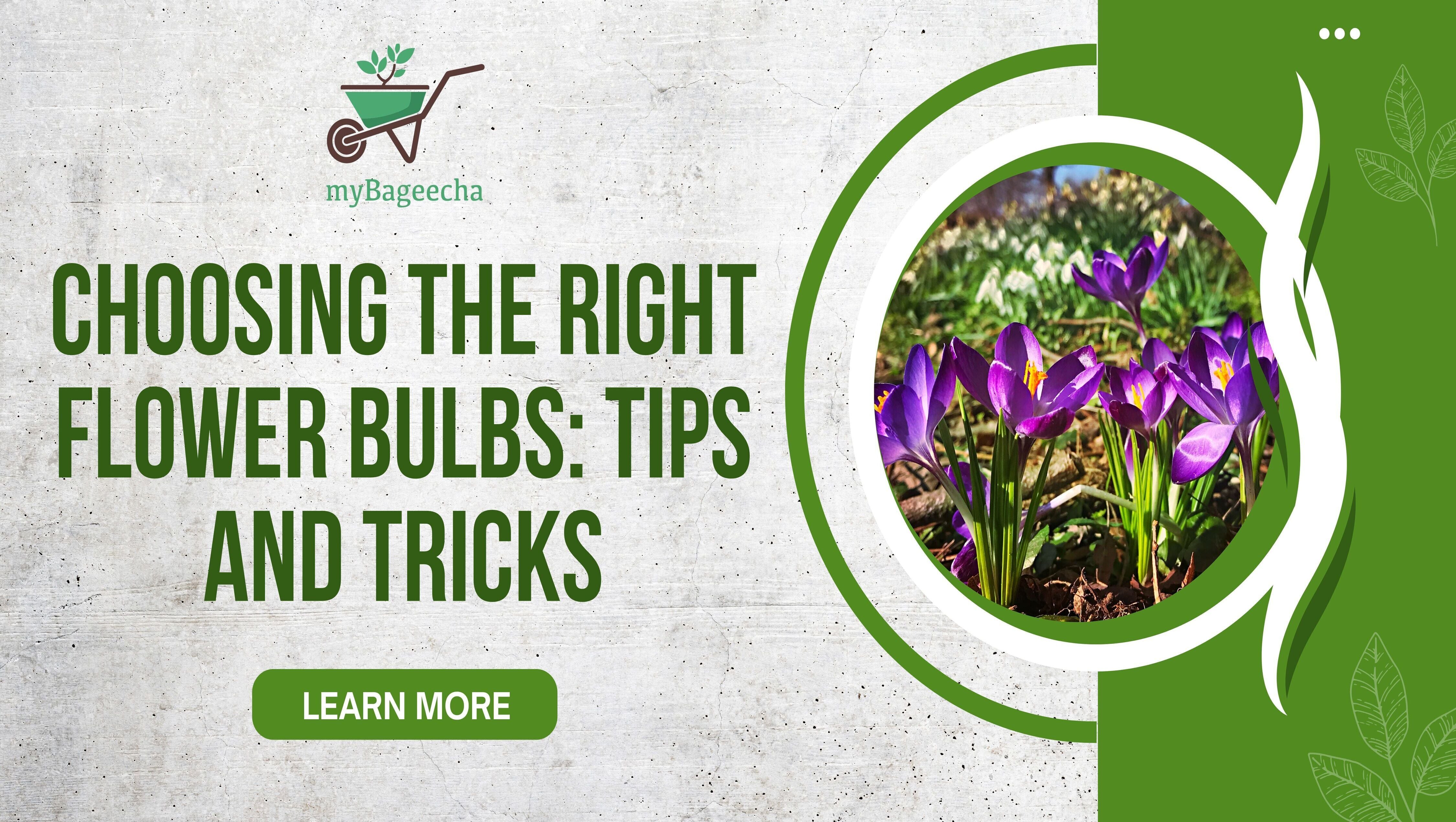 Promotional banner for 'Choosing the Right Flower Bulbs' featuring blooming purple crocus flowers in a circular frame against a textured background with green leaf graphics