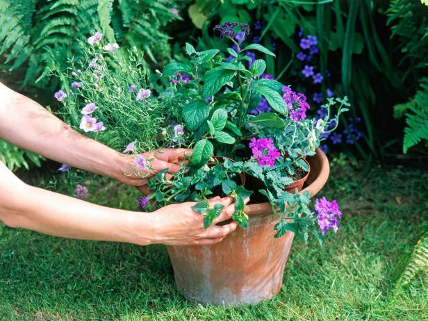 How to Grow an Organic Container Garden
