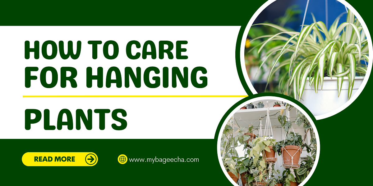 How To Care For Hanging Plants: Essential Tips