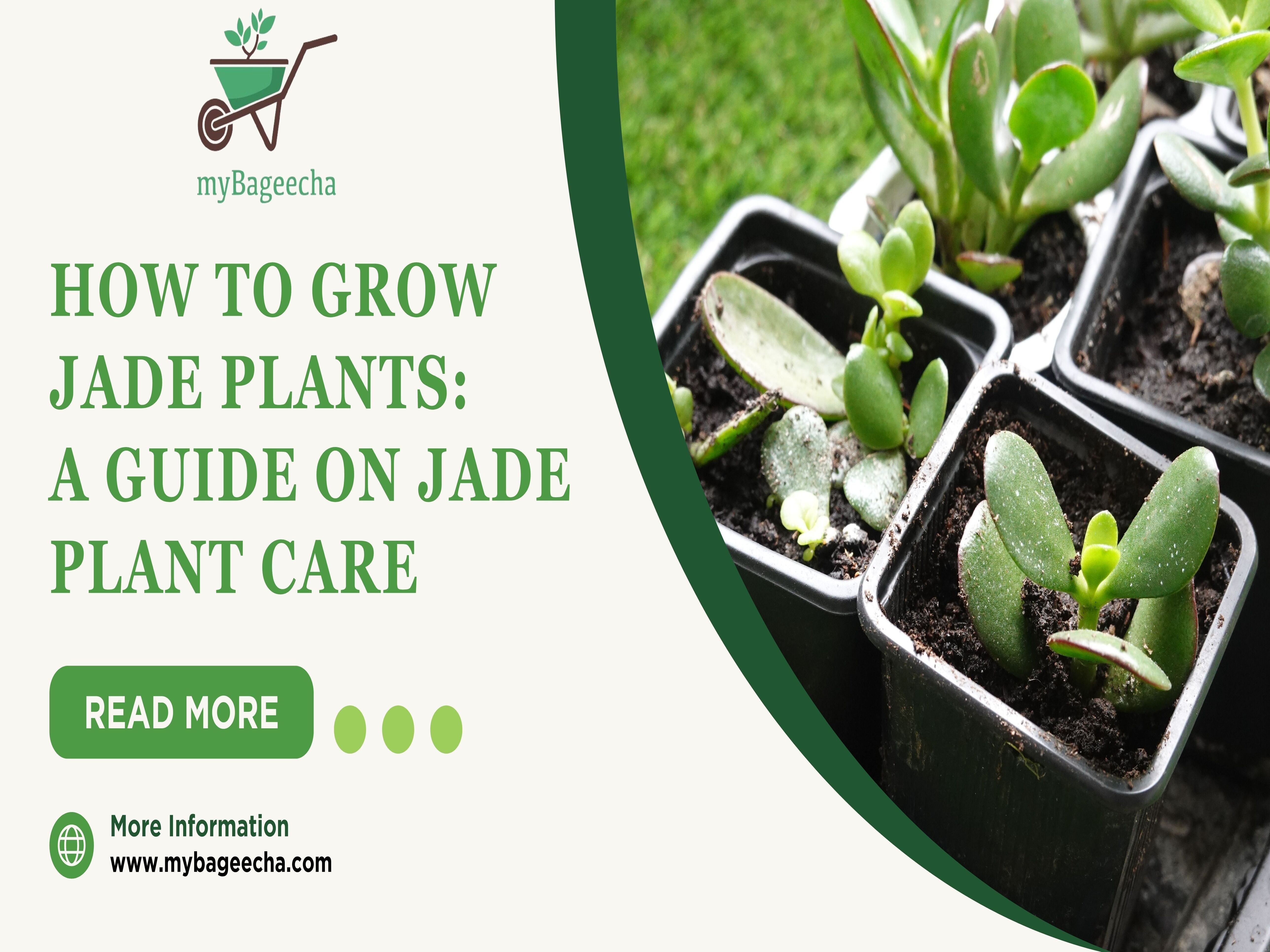 Healthy jade plants in black pots with soil, featured in myBageecha’s guide on how to grow and care for Crassula ovata.
