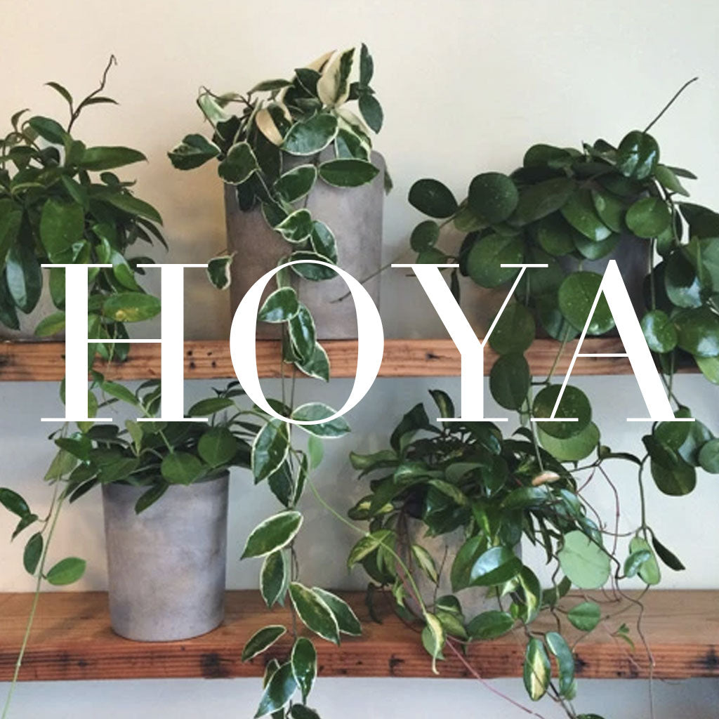 Assorted Hoya plants with waxy, variegated leaves trailing from pots on wooden wall shelves — a lush indoor display showcasing rare low-maintenance varieties