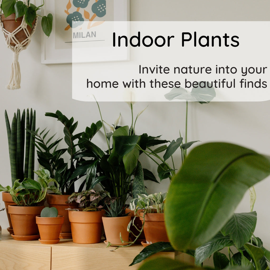 Indoor plants in terracotta pots arranged on a wooden surface with macrame hanger and framed wall art.