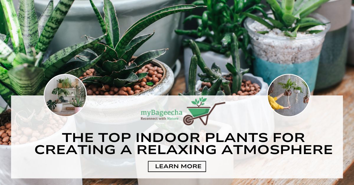 The Top Indoor Plants for Creating a Relaxing Atmosphere