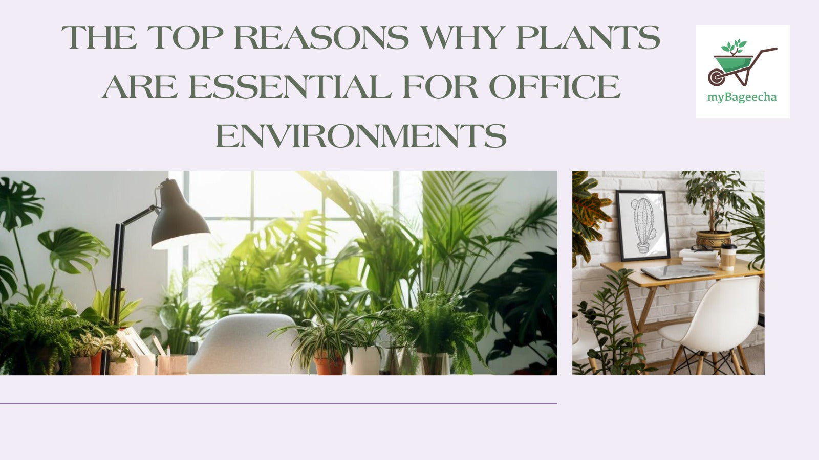 The Top Reasons Why Plants Are Essential for Office Environments