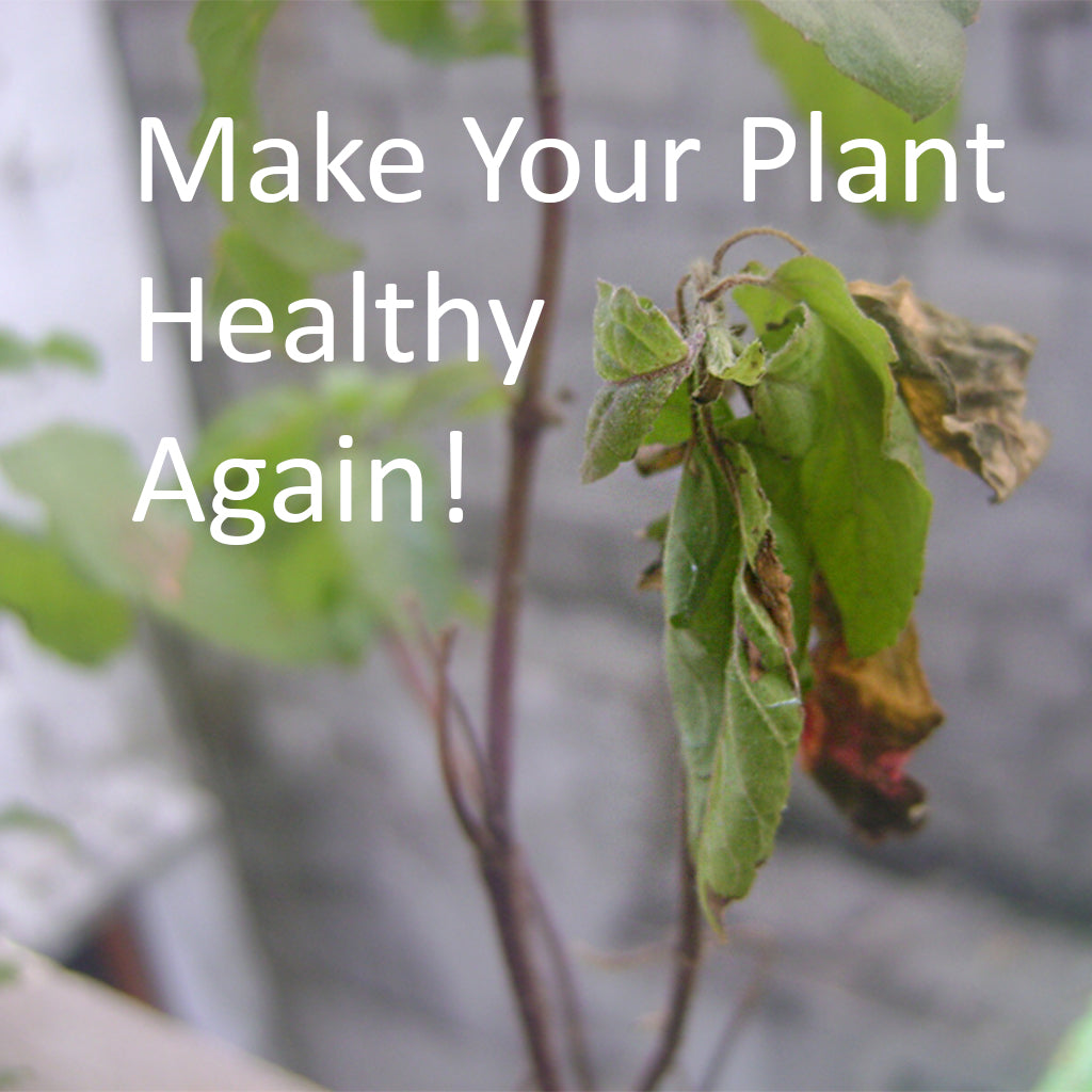 Reasons why your plant is not thriving or flowering in a healthy manner!