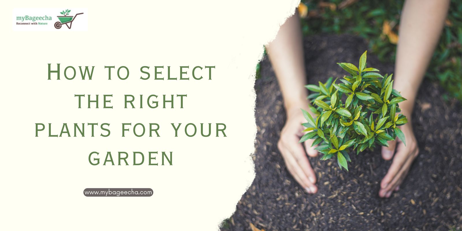 How to select the right plants for your garden