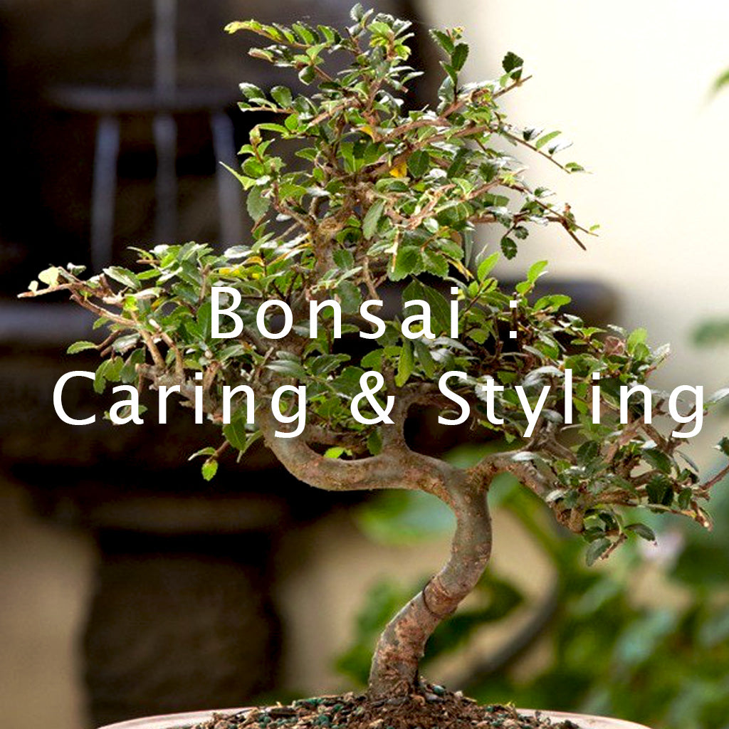 Bonsai Caring and Styling Tips