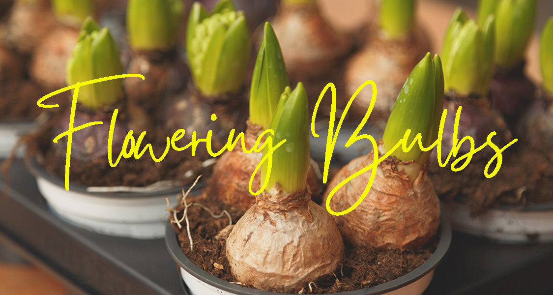 flowering bulbs sprouting green shoots in pots ready for planting