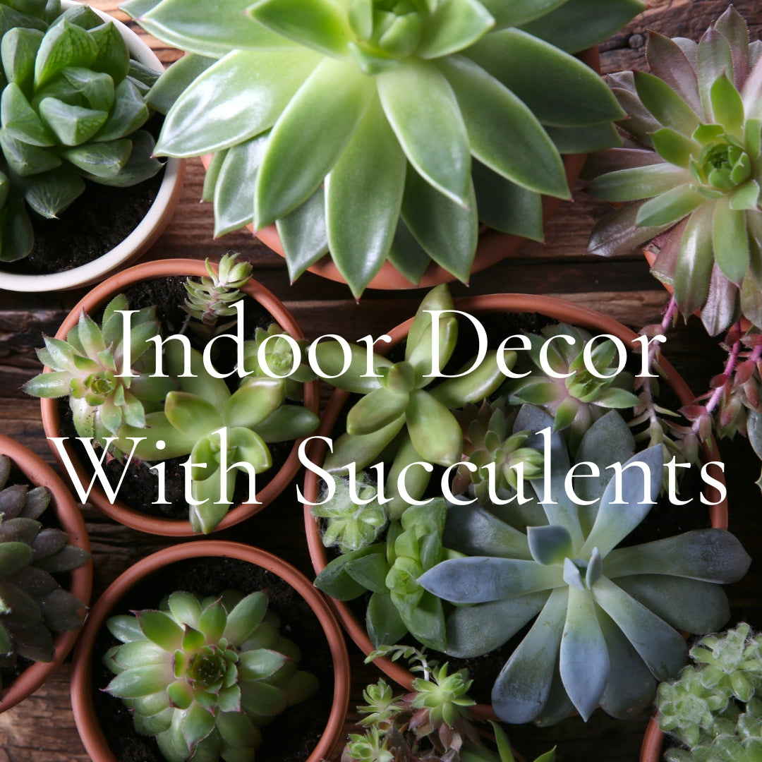 Succulent plants in terracotta pots with ‘Indoor Decor With Succulents’ text overlay