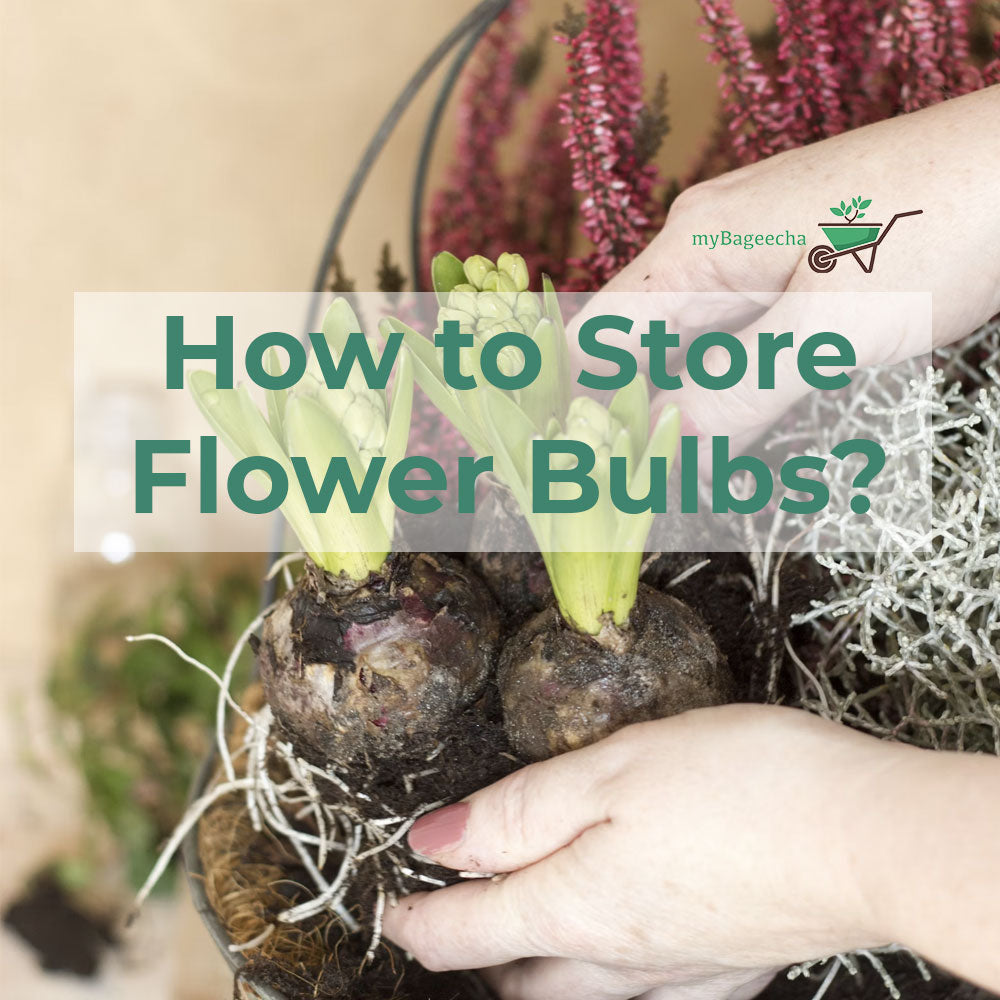 Hands holding sprouted flower bulbs in a straw-filled basket with pink blooms in the background, promoting myBageecha’s guide on how to store flower bulbs.