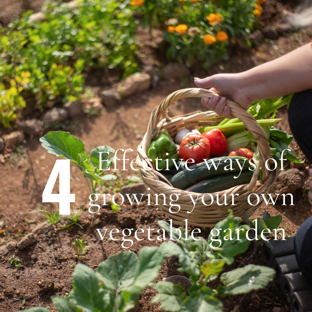 Four effective ways of growing your own vegetable garden in a healthy way