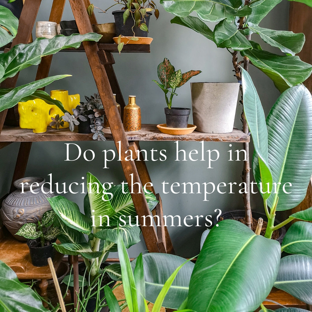 Indoor houseplants placed on shelves and floor helping create a cooler and greener home environment during summer