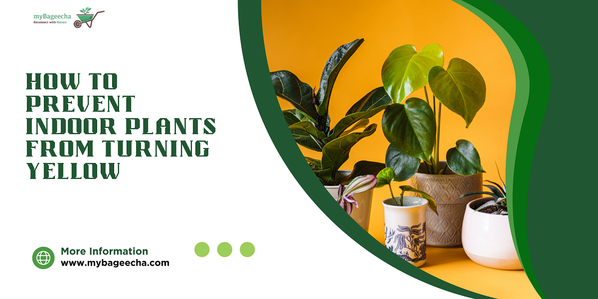How to prevent indoor plants from turning yellow?