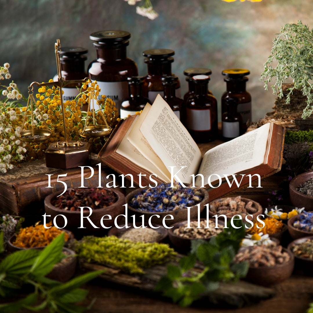 15 Plants That Have Known to Reduce Illness