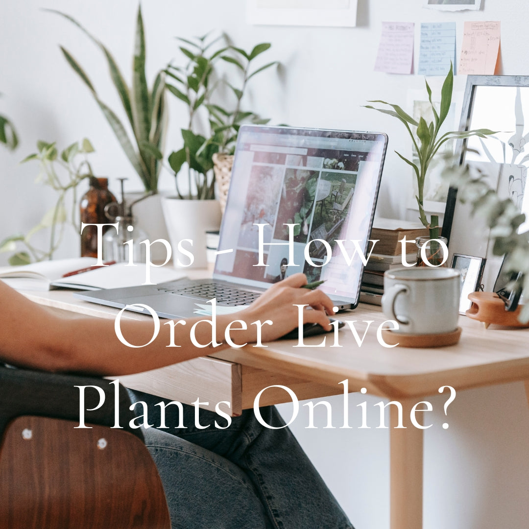 Cozy desk setup with plants, mug, and laptop for online plant shopping