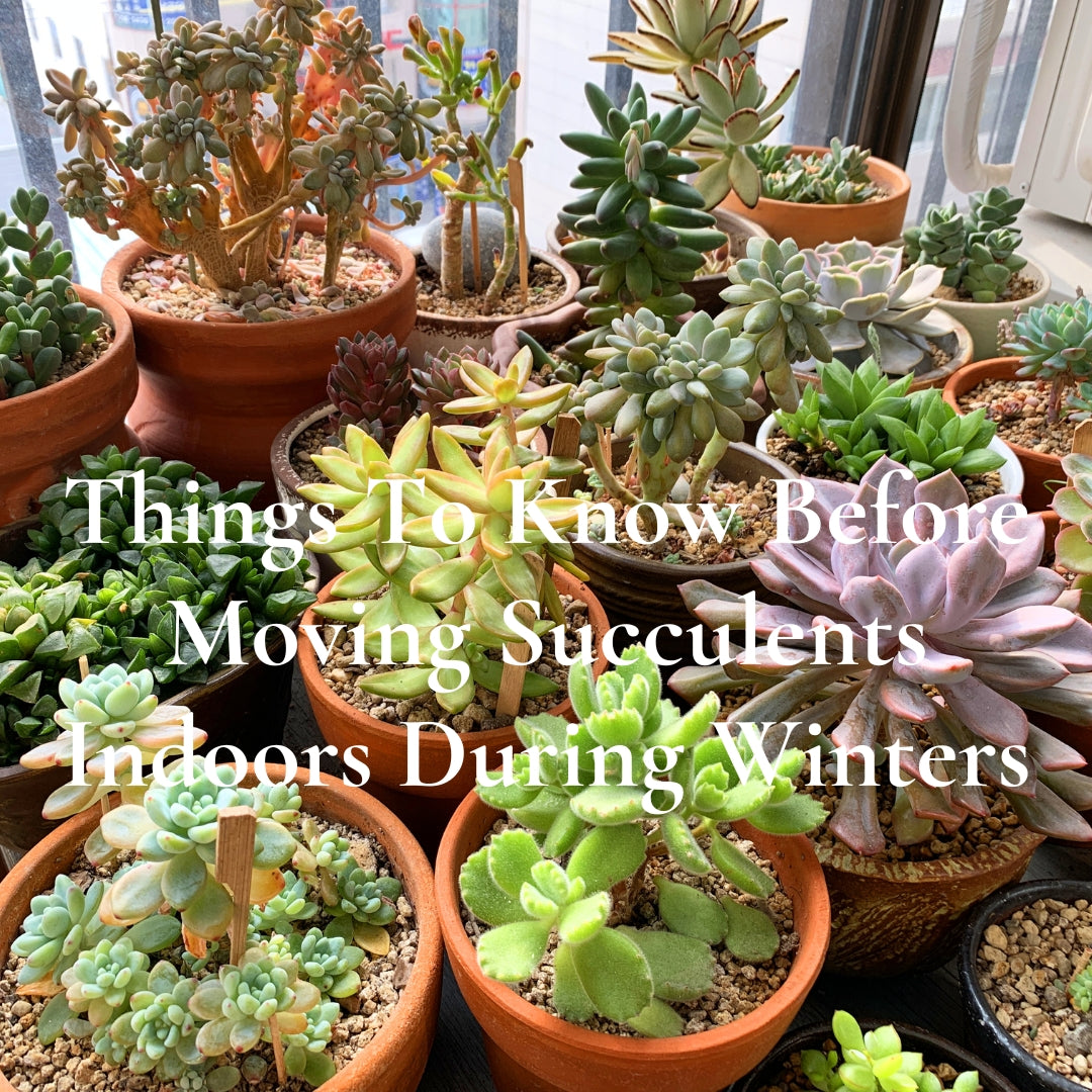 Things To Know Before Moving Succulents Indoors During Winters