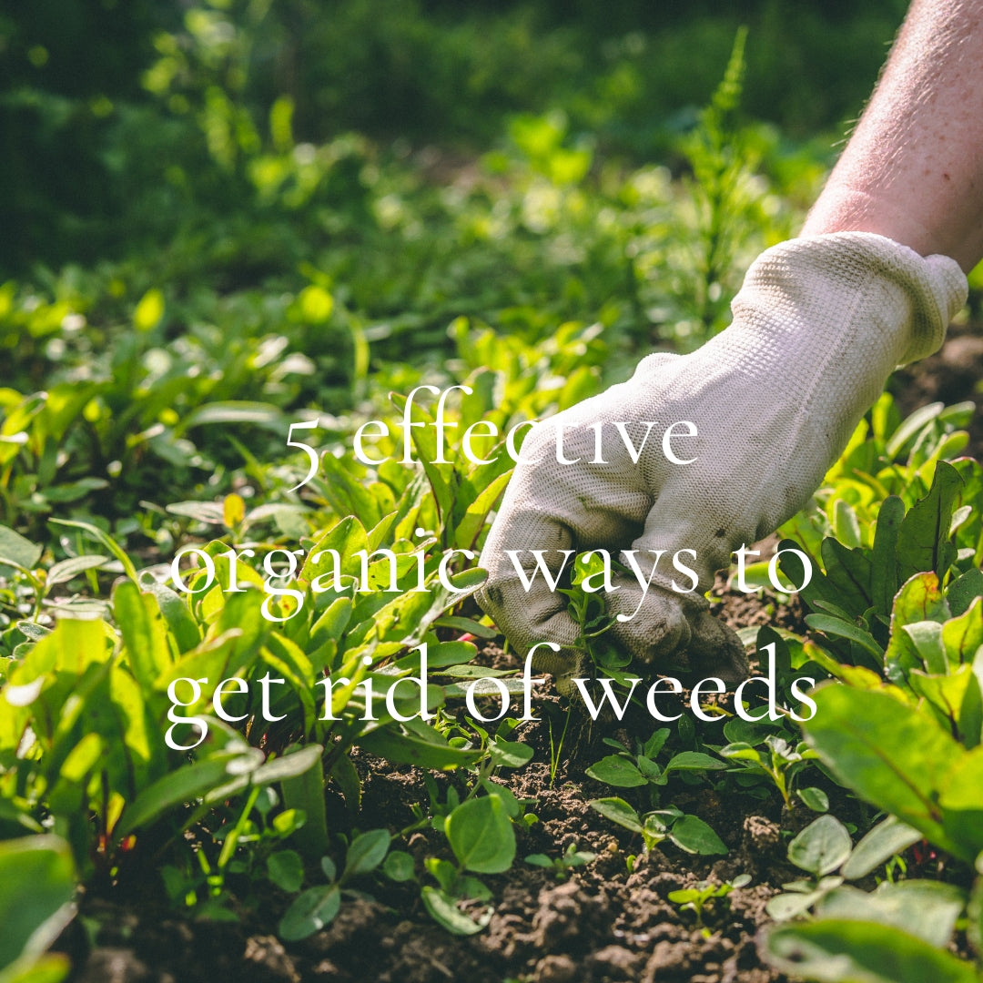 5 effective organic ways to get rid of weeds