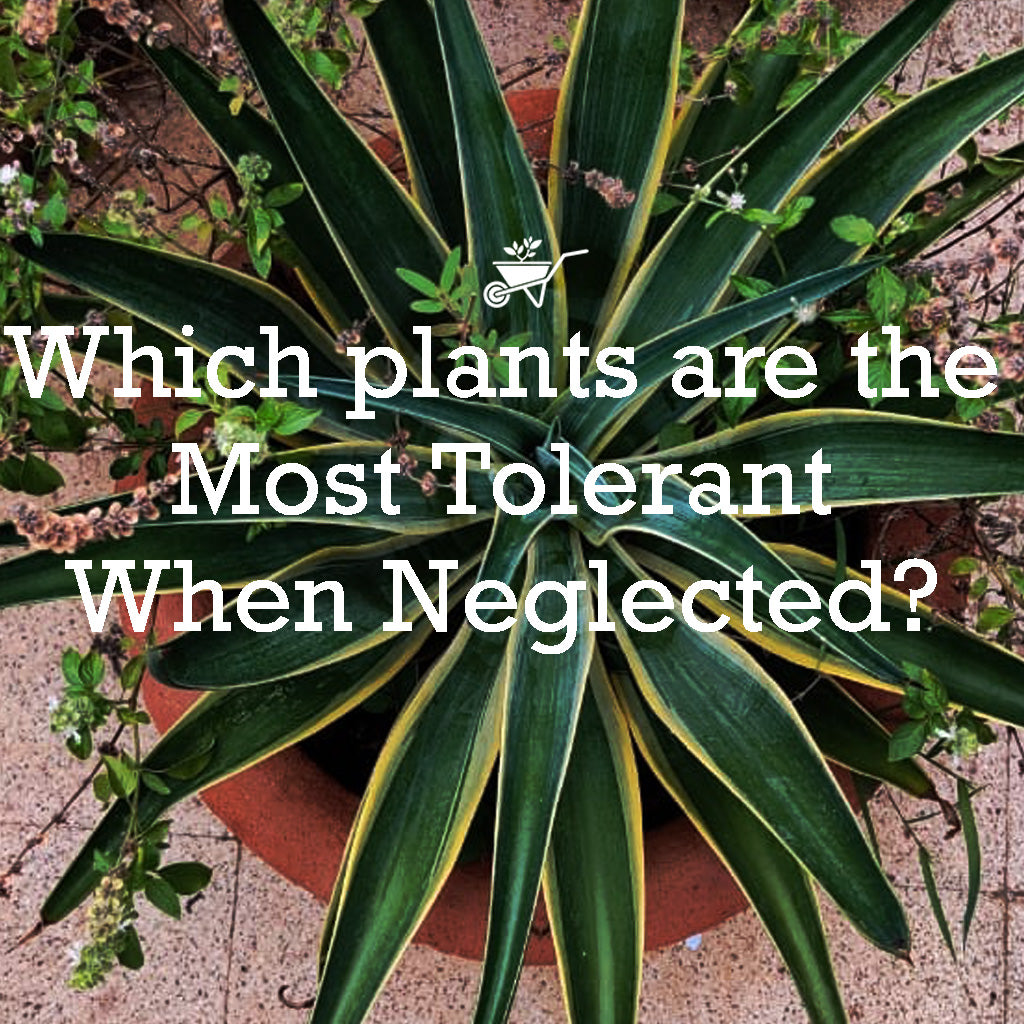 Which Plants are the most Tolerant when Neglected?