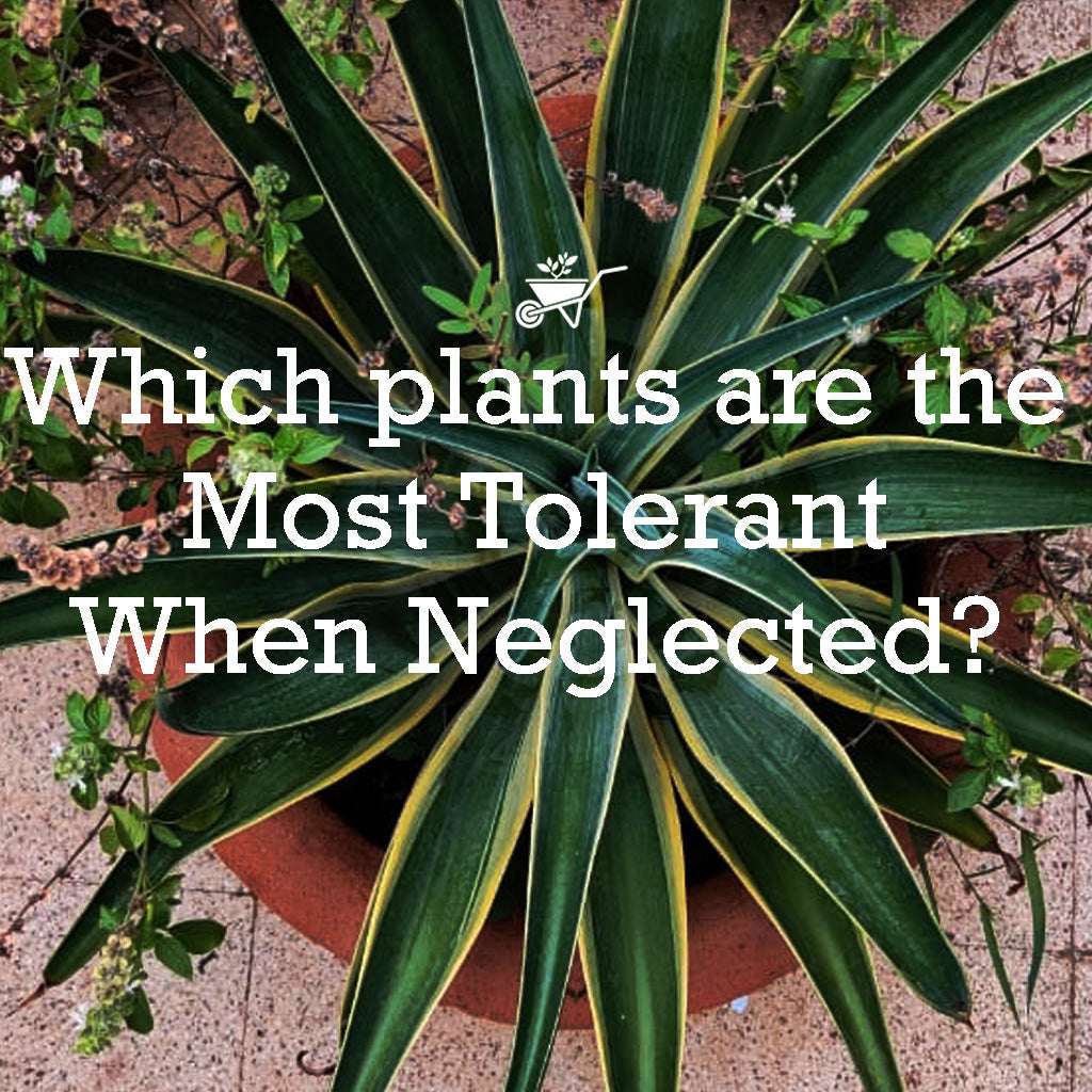 Tolerant
