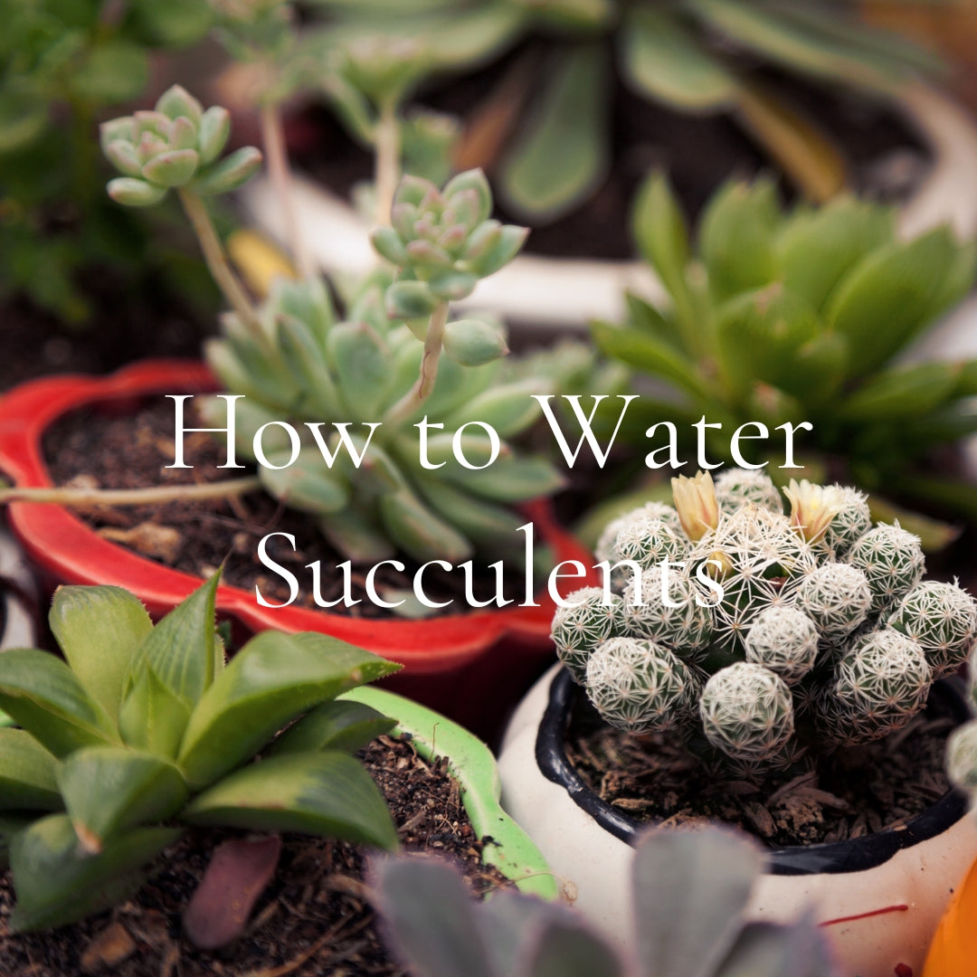 How to Water Succulents