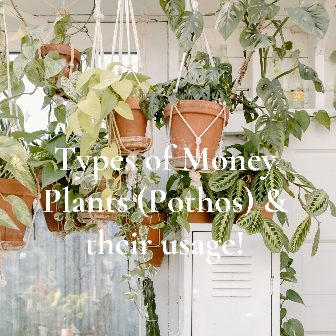 Types of Money Plants (Pothos) & their usage!