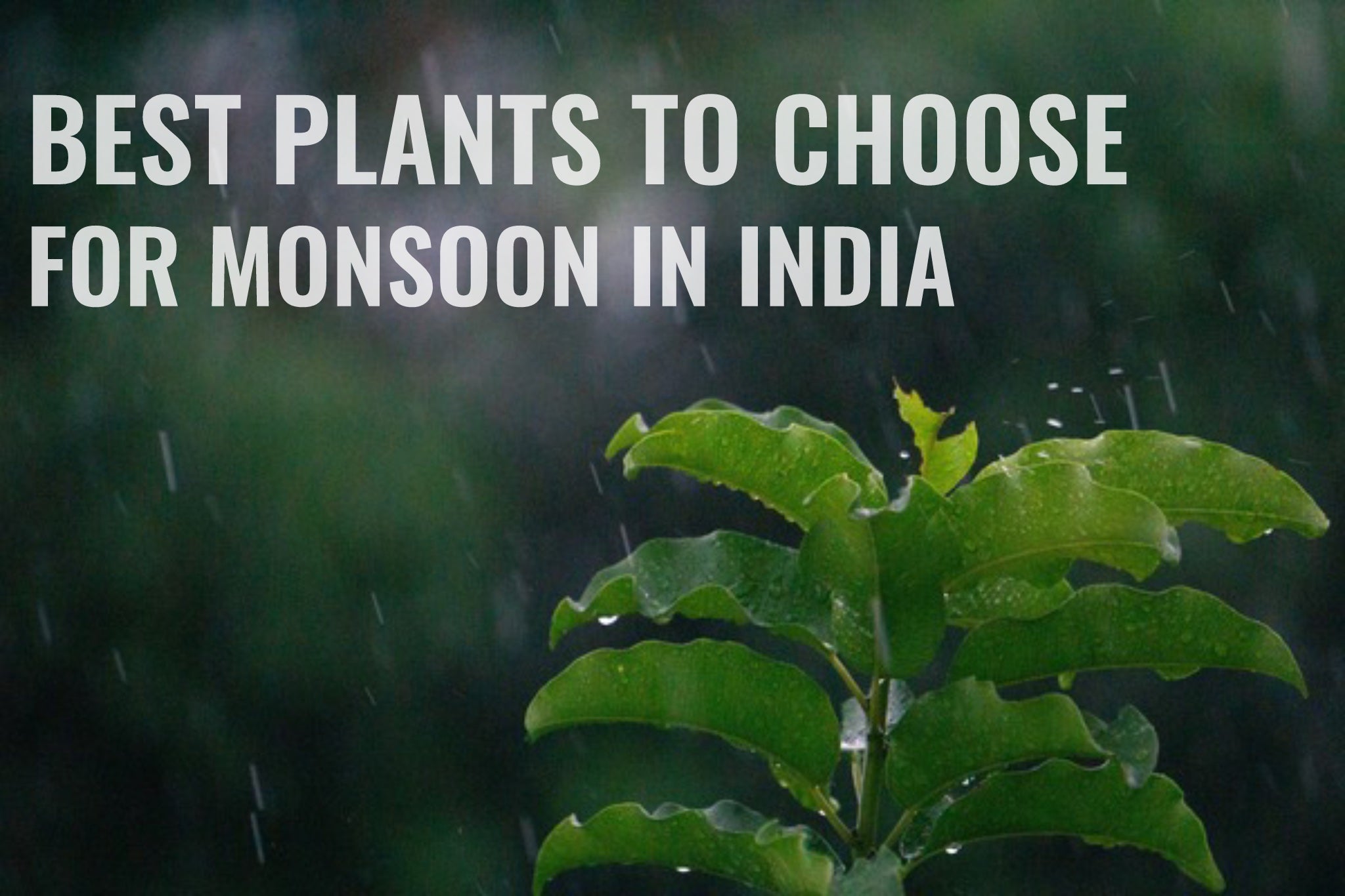 Monsoon rain on green plant with title overlay.
