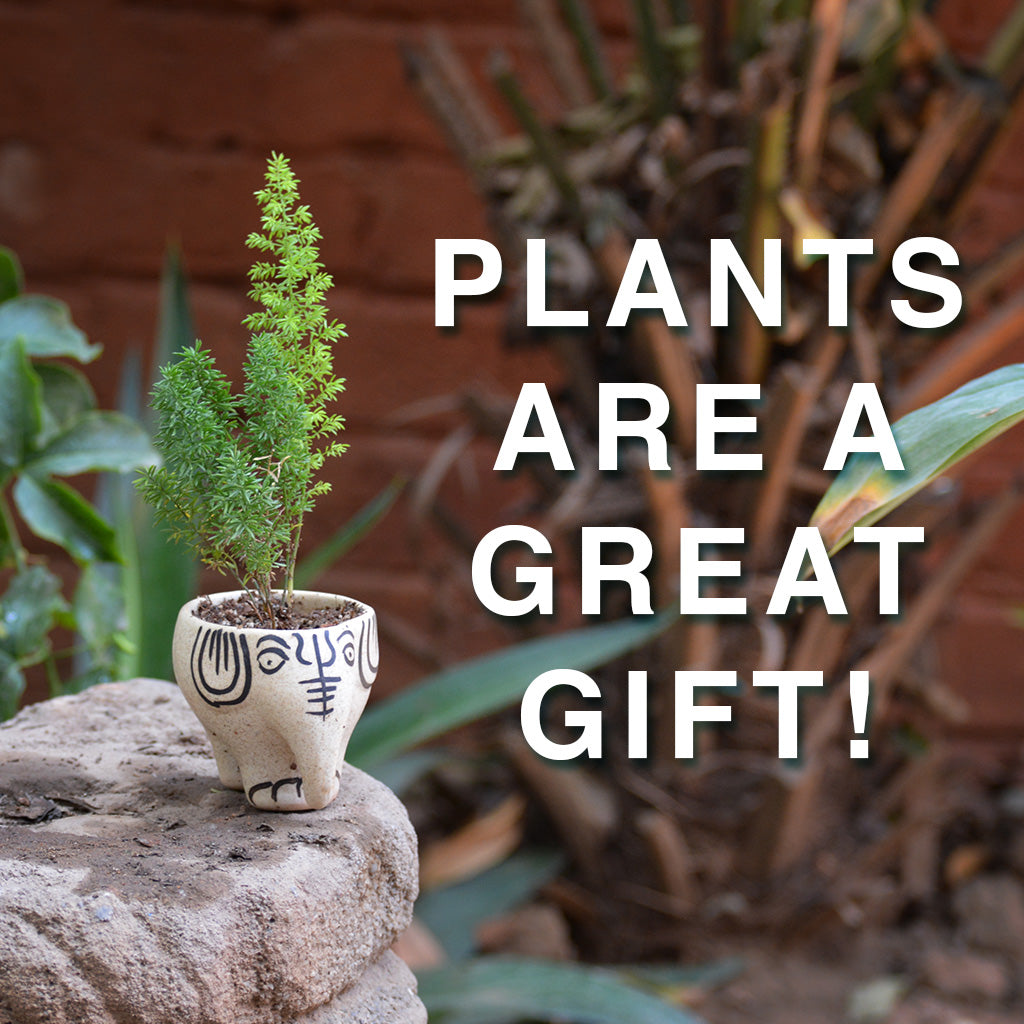 Elephant pot with potted plant – plants make great gifts
