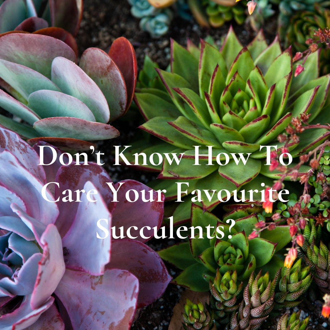 Close‑up of assorted succulents with green, purple, and blue leaves