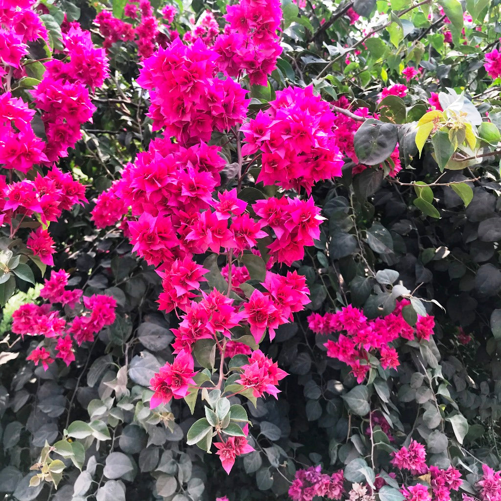 Bright magenta-pink Bougainvillea flowers in full bloom, cascading along lush green branches-myBageecha