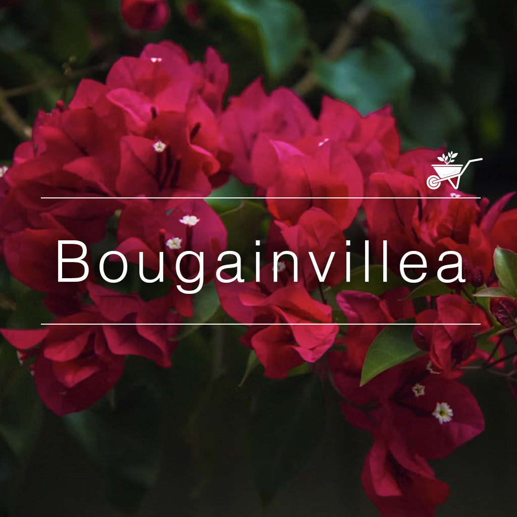 Bright magenta-pink Bougainvillea flowers in full bloom, cascading along lush green branches-myBageecha