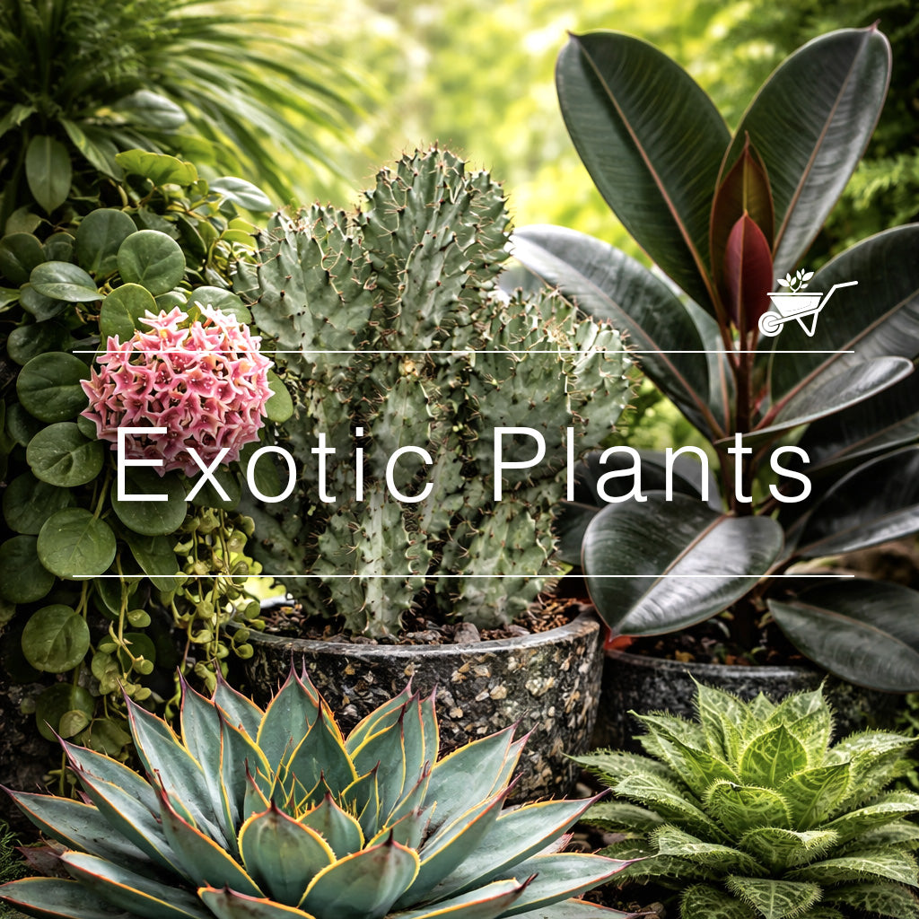 Exotic Plants Collection  Rare & Unique Tropical Plants