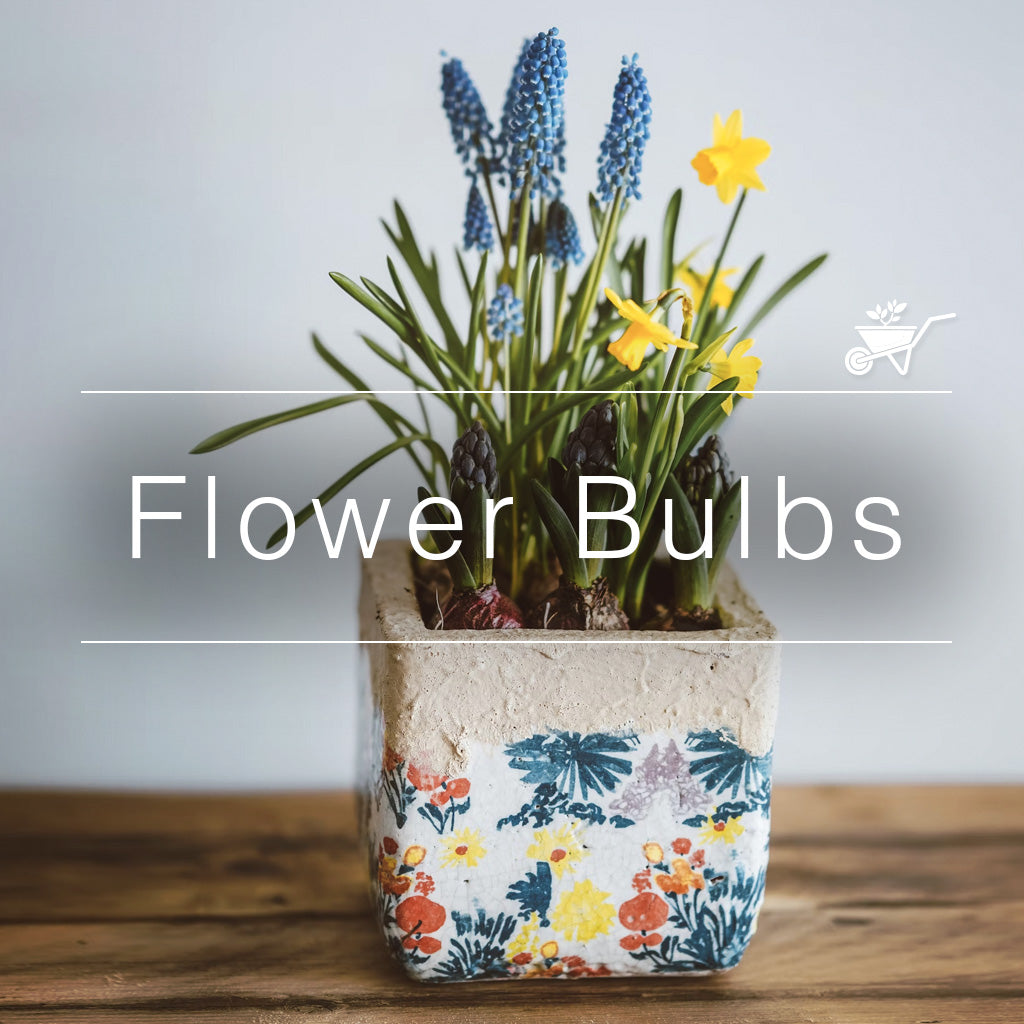Potted flowering bulbs with yellow and blue blooms arranged in a decorative planter on a wooden surface by myBageecha