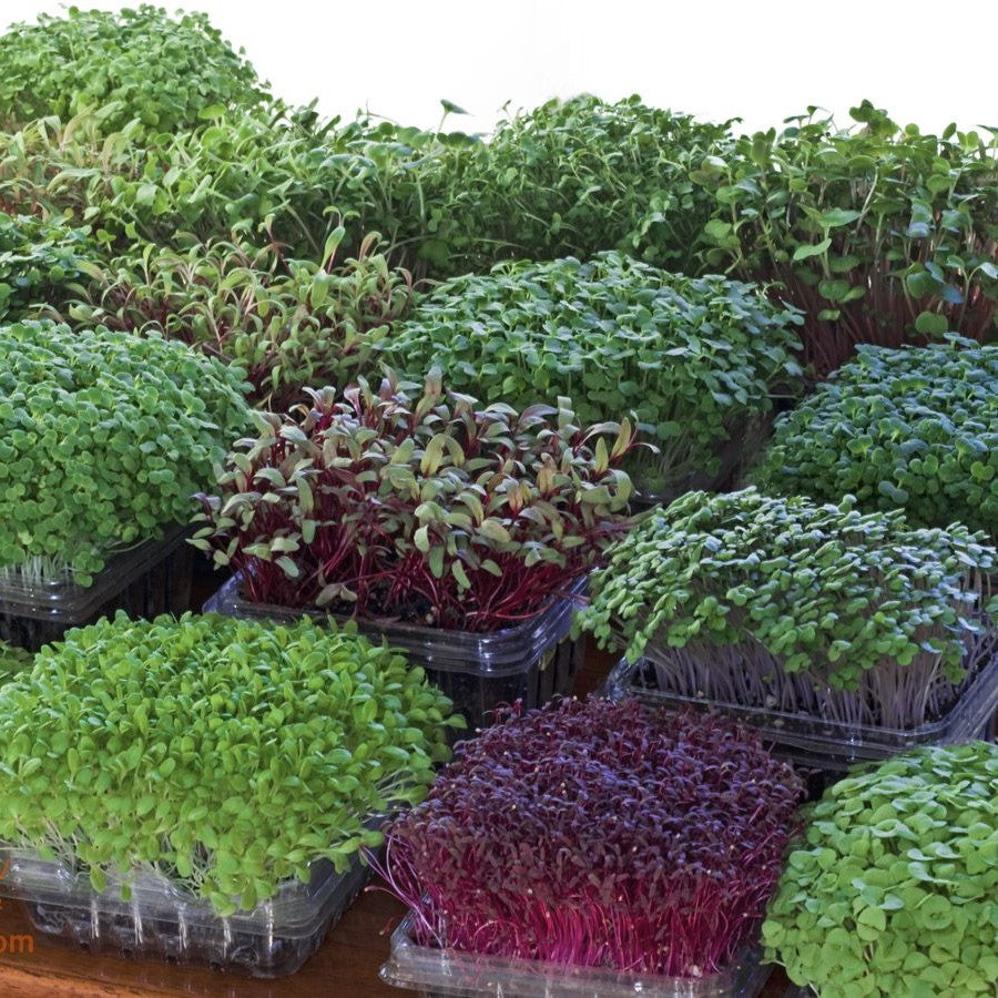 Microgreens Seeds
