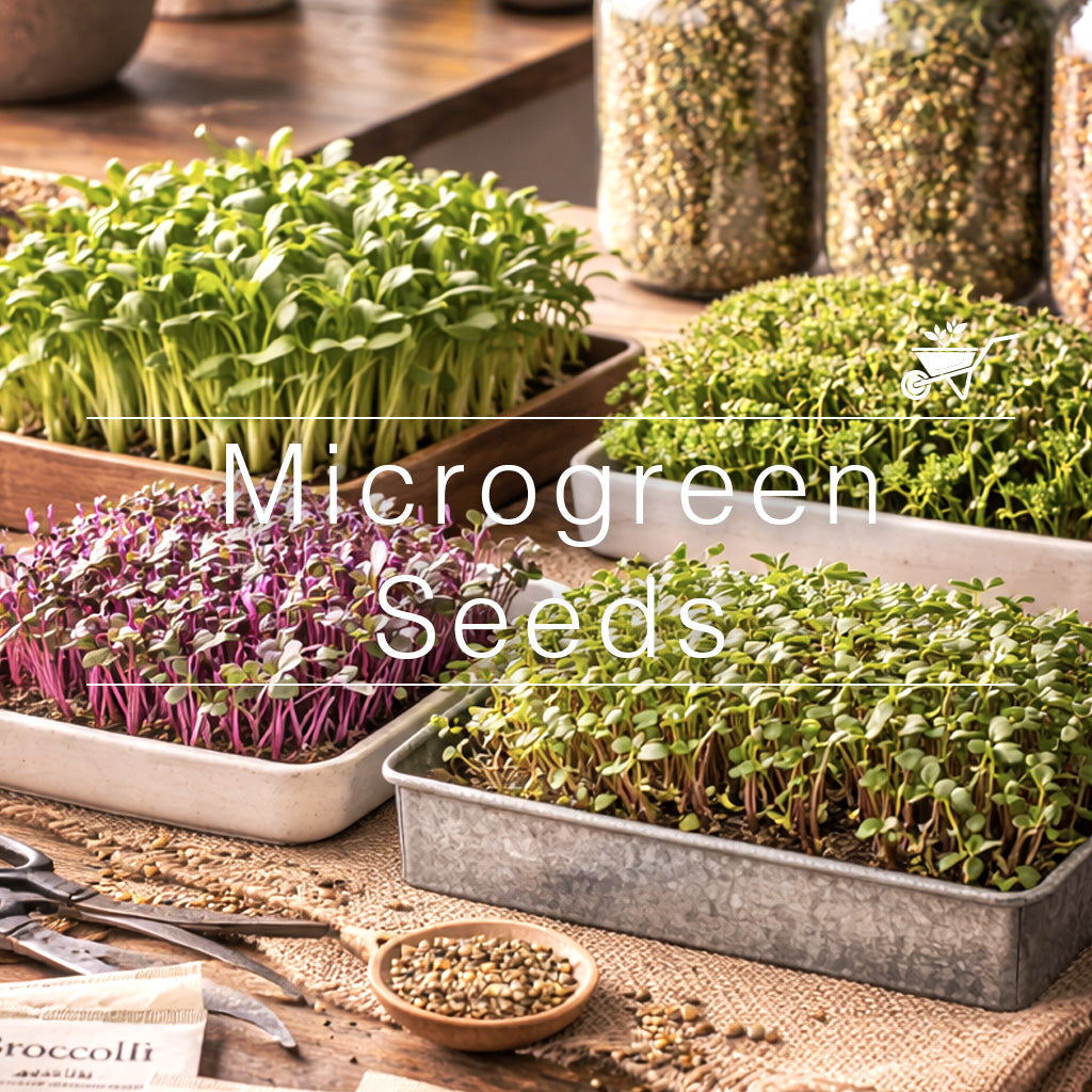 Assorted microgreens including beet, radish, basil, and mustard growing in clear containers, showcasing vibrant colors and healthy growth stages.