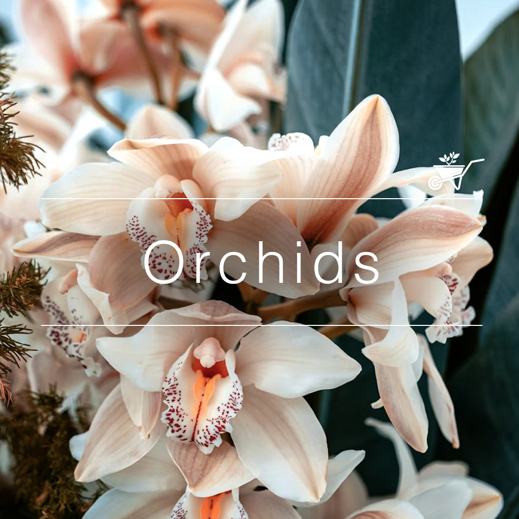 Blooming pink and white orchid flowers with speckled centers, surrounded by lush green leaves -myBageecha