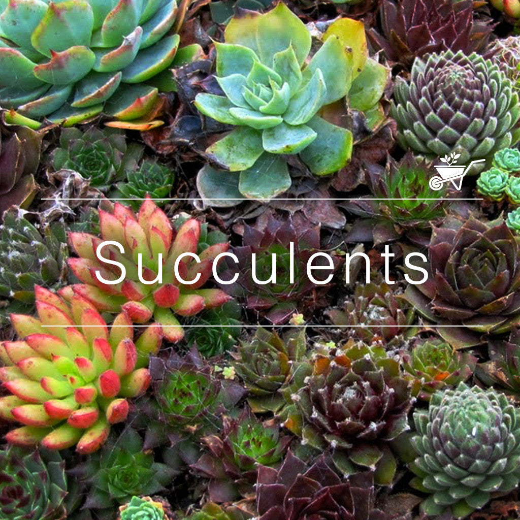 Colorful succulent plants arranged together with ‘Succulents’ text overlay and gardening icon