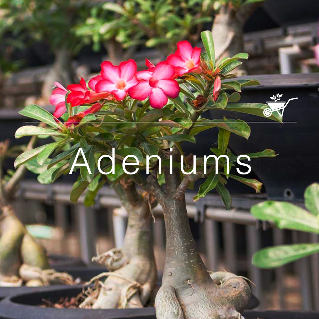 Adenium obesum plants with thick caudex trunks and vibrant pink flowers in black nursery pots, arranged in rows at MyBageecha.