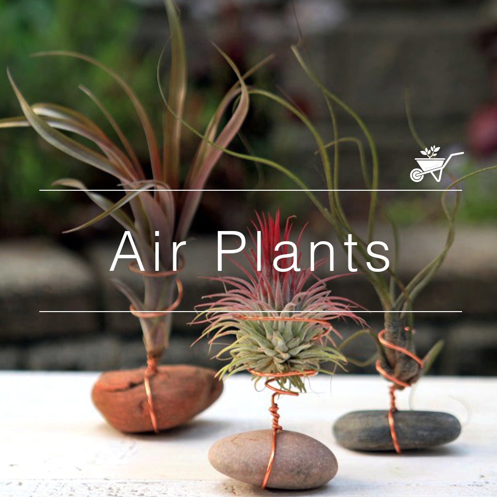 Air Plants