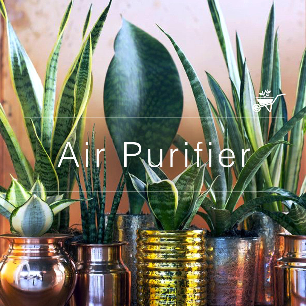 Air Purifier Plants Tagged "Big Parrots" myBageecha
