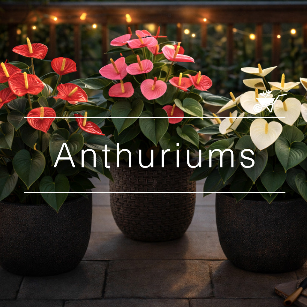 Red, pink, and white Anthurium plants in pots on a patio with string lights in the background
