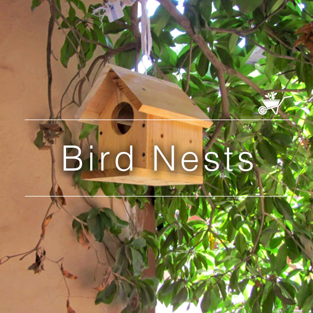 Bird Nests