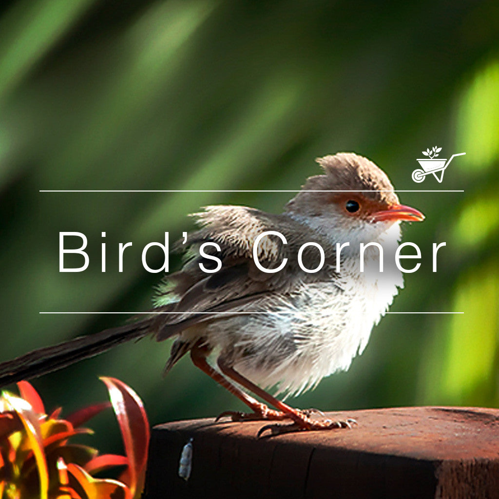 mall bird on wood with “Bird’s Corner” text and garden icon.