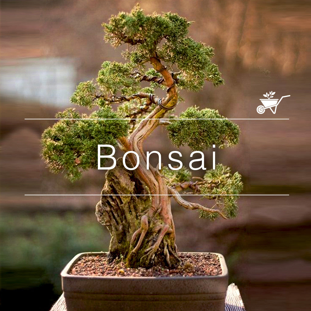 Bonsai tree in rectangular pot with twisted trunk and lush foliage