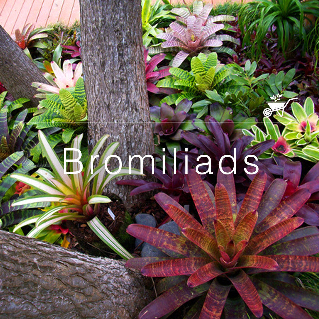 Mixed bromeliad rosette plants with red, pink and variegated foliage growing under trees in a tropical garden by myBageecha