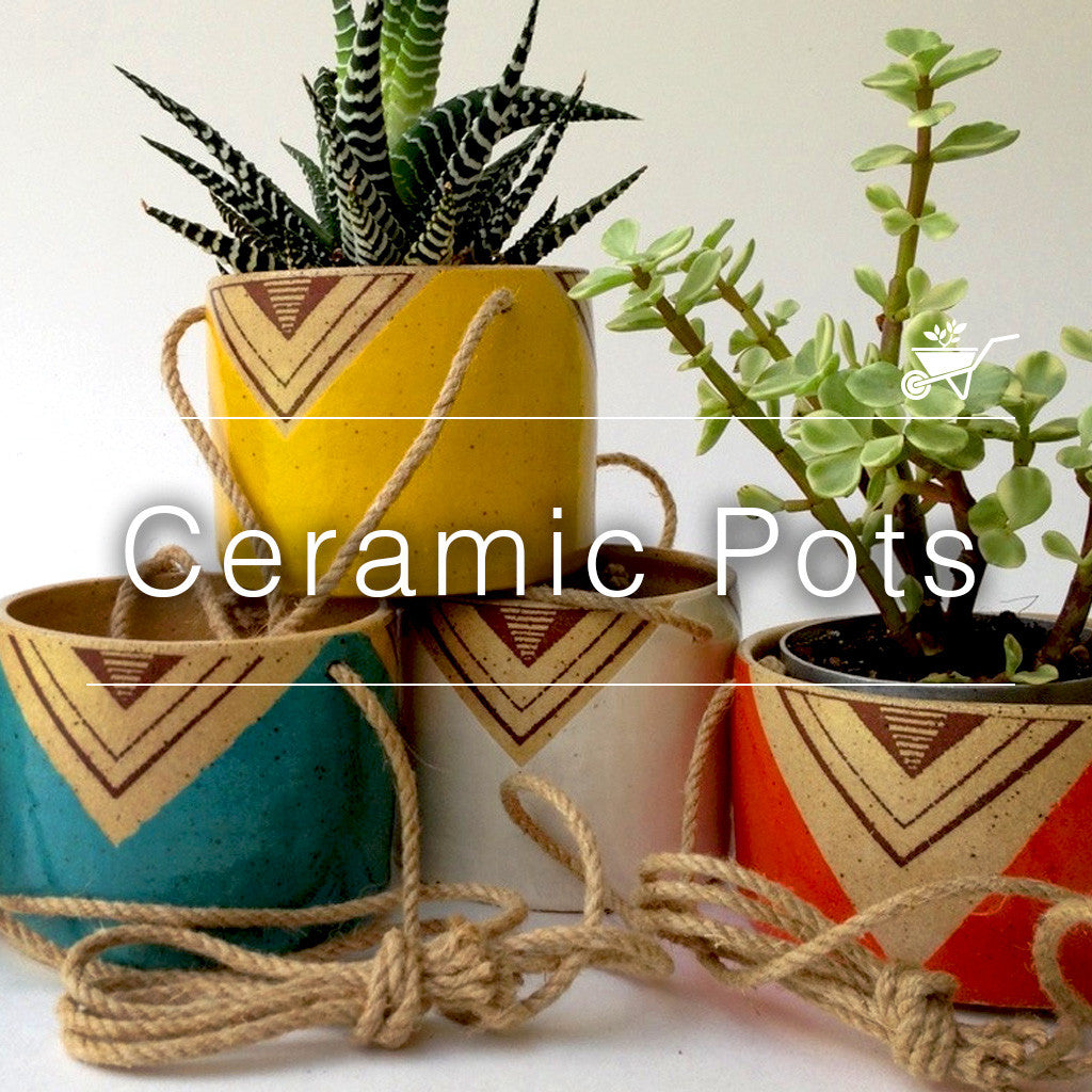 Decorative ceramic flower pots with indoor plants and rope hangers