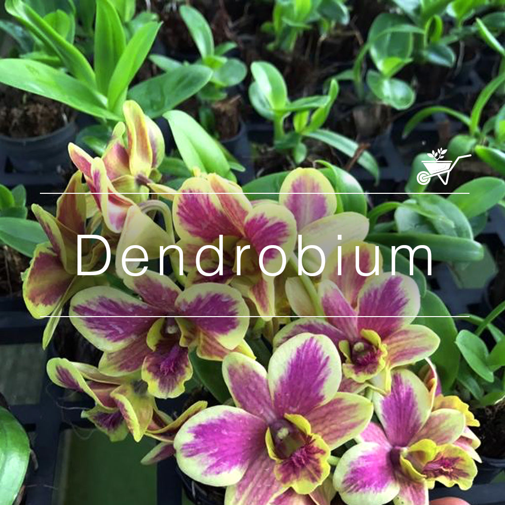 Dendrobium